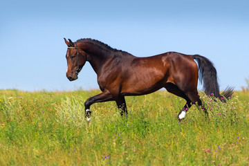 Beautiful bay stallion run on the meadow