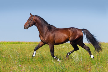 Fototapeta na wymiar Bay horse trotting in summer field