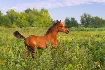 Running bay foal in summer  field
