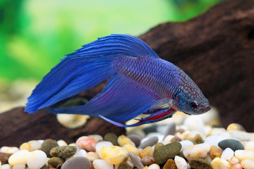 Fototapeta premium Betta splendens