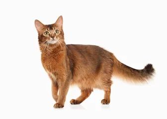 Tissu par mètre Chat Chat. Couleur rouge chat somalien sur bakcground blanc