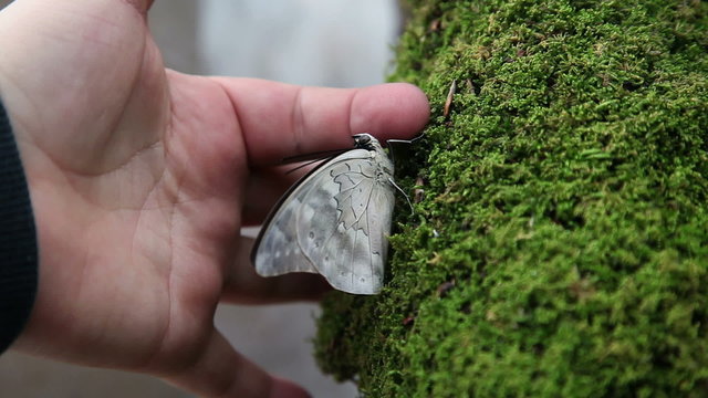 Anonymous hand trying tro touch a nice brown butterfly