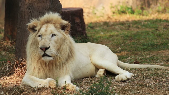 Male white lion resting.