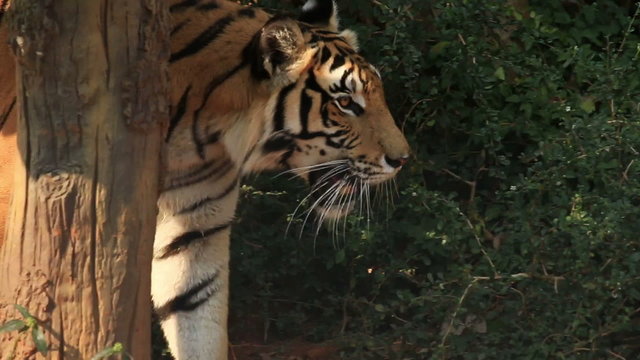 Indochinese Tiger.