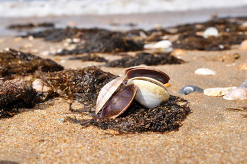 Shells on the beach