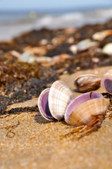 Shells on the beach