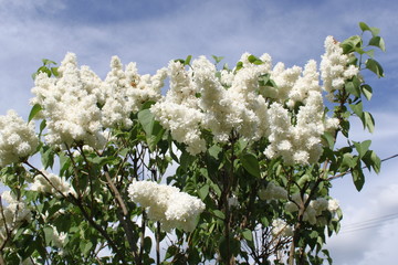 fleurs blanches lilas