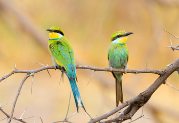 Perching pair of swallow tailed bee eaters