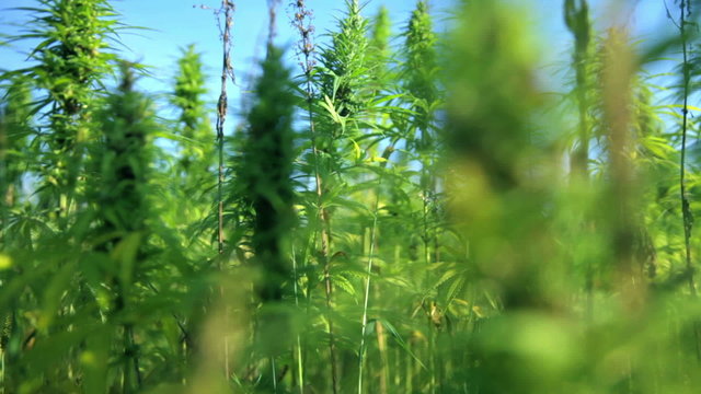 Growing industrial cannabis