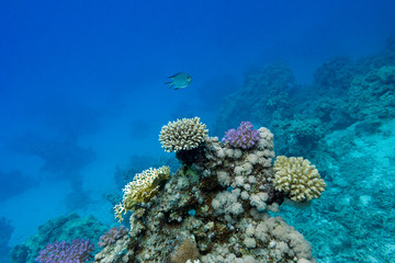 coral reef with hard corals an exotic fish in tropical sea