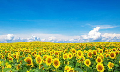 sunflowers on blue sky