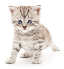 Kitten on a white background