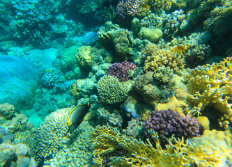 Obraz na płótnie Canvas Underwater panorama