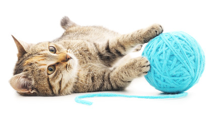 Fototapeta premium Cat with ball of yarn