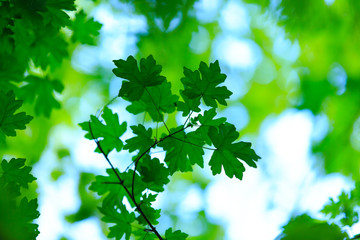 Naklejka premium green leaves