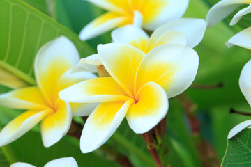 Frangipani flowers