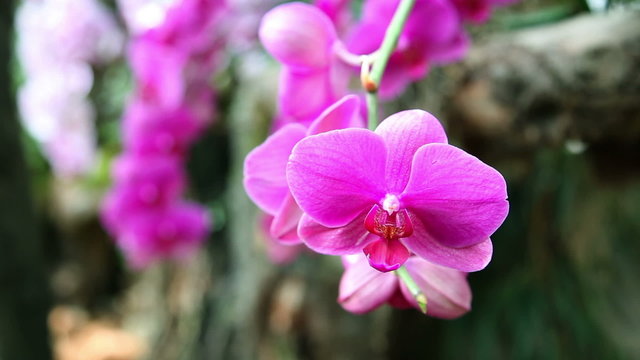 Close up shot of a nice violet orchid