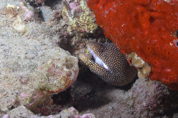 Eel at Hawaii Coral Reef