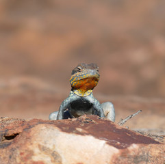 Yellow throated plated lizard