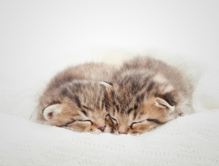 Two cute kitten sleeping on white blanket