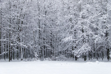 winter forest