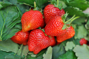 Fresh strawberry