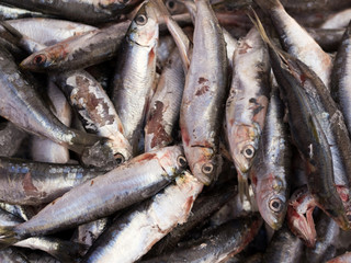 Smelly anchovies fish