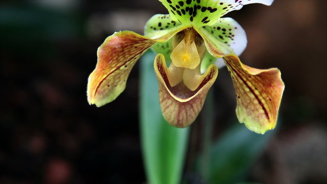 Close up of a colorful orchid's blossom