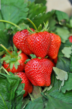 Fresh strawberry