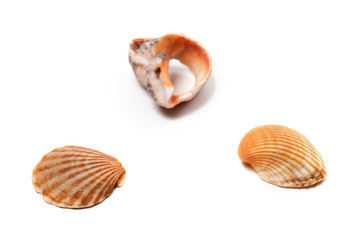Fototapeta na wymiar Seashells and broken rapana isolated on white background