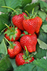 Fresh strawberry