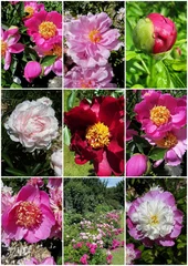 Papier peint photo Pivoines pivoines  © CB94