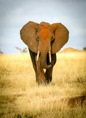 Papier Peint photo Lavable Éléphant L& 39 éléphant rouge approche