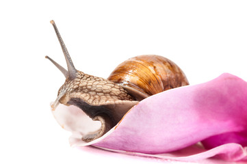 Garden snail in flower