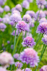 Fototapeta premium Garlic flowers