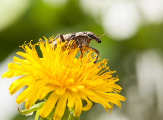 Snout beetle on blossom dandelion