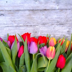 Hintergrund - bunte Tulpen