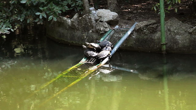 Shot of some turtles in the pond seating on peace of iron