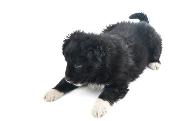 Fototapeta premium puppy isolated