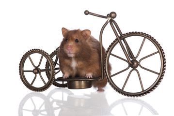 brown hamster on a bicycle
