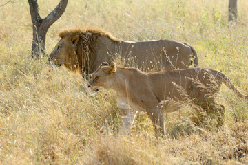 Couple of lion and lioness walking in savannah