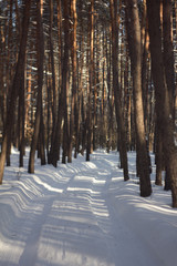 Snow covered trees in beautiful winter forest