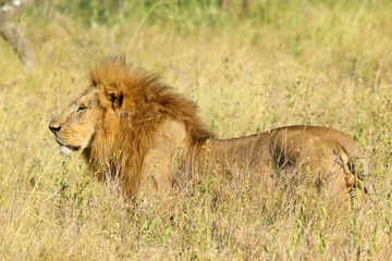 Male lion in the savannah