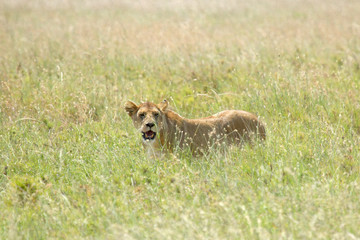 Lioness in the grass