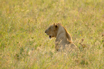 Fototapeta na wymiar Lioness in the grass