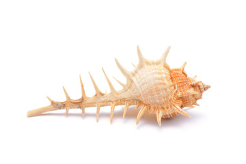 Sea shell isolated on white
