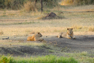 Pride of young male lions