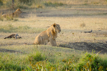 Fototapeta na wymiar Young male lion resting