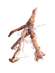 Chicory root