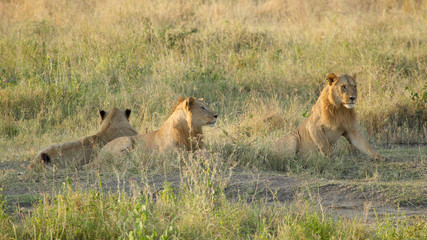 Pride of young male lions